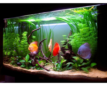 L'APPLICATION DU MOIS! POMPES DE DOSAGE DE SELS POUR AQUARIUMS